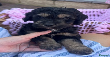 Cockapoo dogs - Advert 4