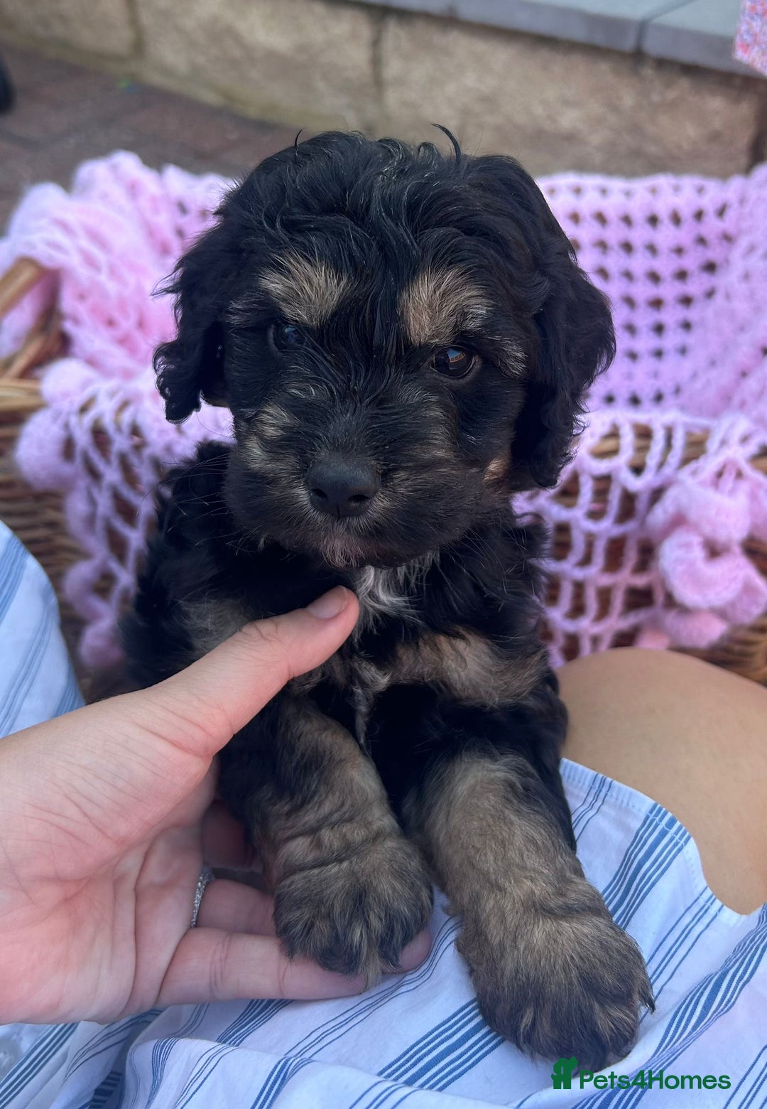 Cockapoo dogs for sale: F1 cockapoo puppies 5 boys  - Image 4