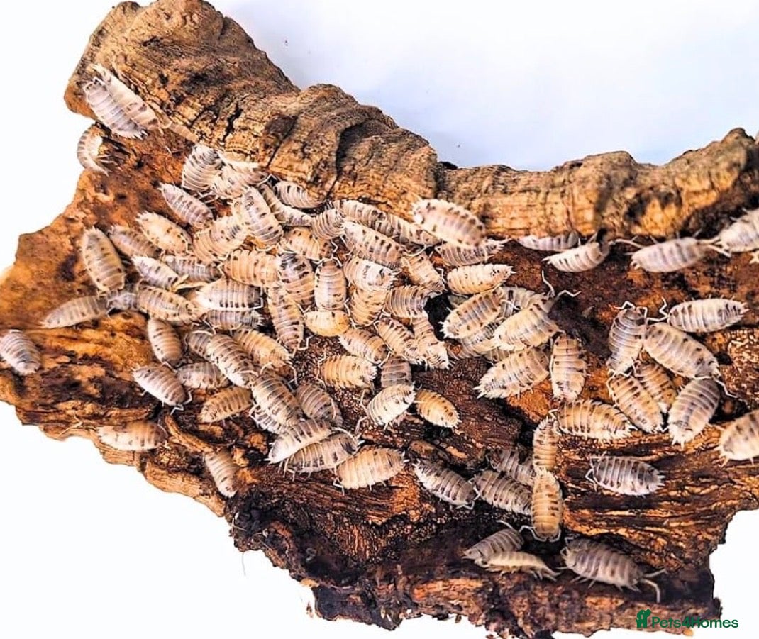 Isopods invertebrates Dairy cow isopods - Advert 6