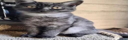 British Shorthair cats for sale: British Shorthair Kittens Ready To Go - Advert 6