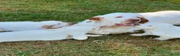 Clumber Spaniel dogs for sale: Quality Clumber Spaniel Puppies  in Malvern - Advert 2