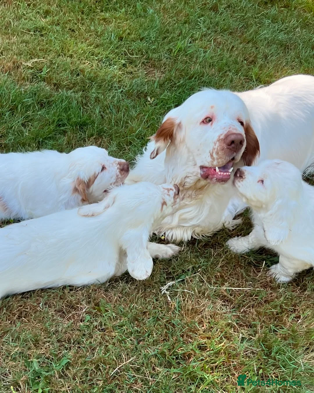 Clumber Spaniel dogs for sale: Quality Clumber Spaniel Puppies  in Malvern - Advert 2