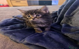 Mixed Breed cats for sale: Tabby cross Maine coon kittens   - Advert 9