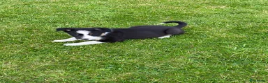 Border Collie 5