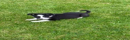 Border Collie dogs for sale: Beautiful Border Collie puppies for sale - Advert 13