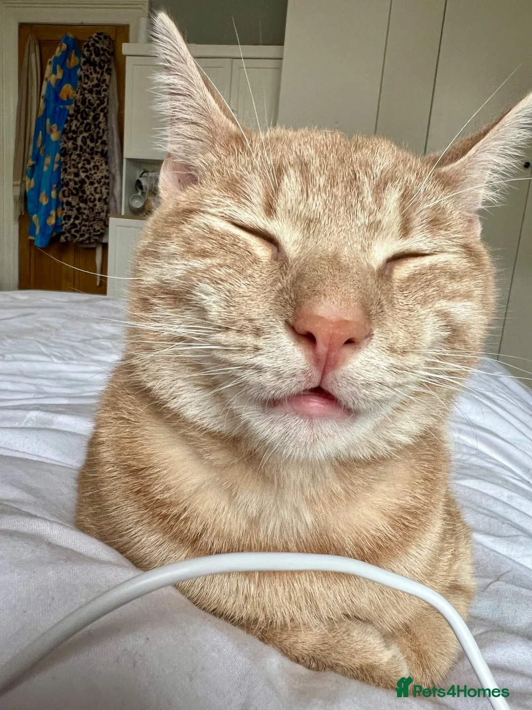 Mixed Breed cats for sale: Rehoming 2 cats - Advert 2