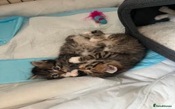 Mixed Breed cats for sale: 4 Mix Breed Kittens for sale - Image 16