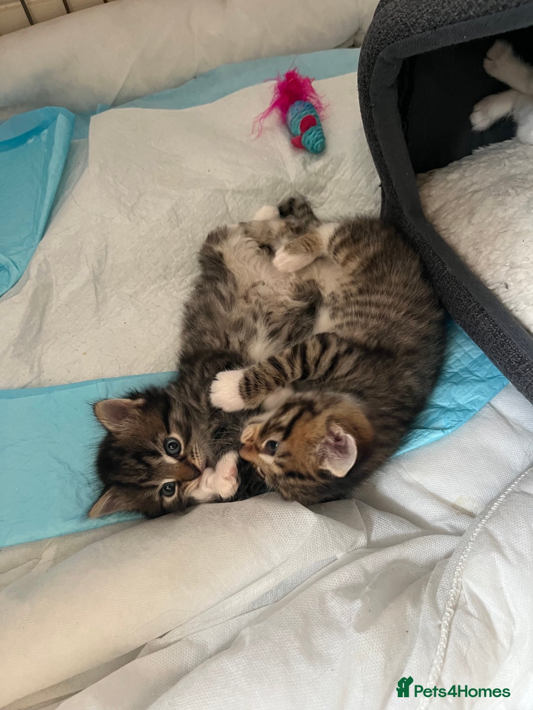 Mixed Breed cats for sale: 4 Mix Breed Kittens for sale - Image 16
