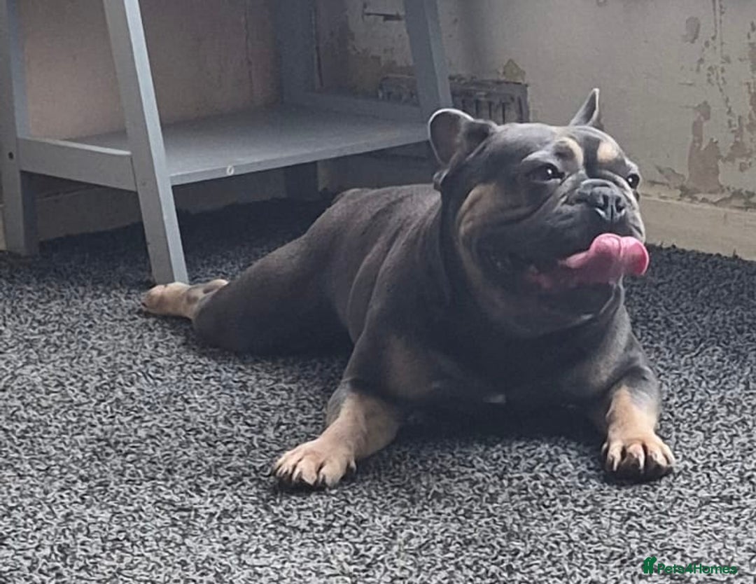 French Bulldog dogs for stud: Male blue + tan tri carrier stud  - Image 4