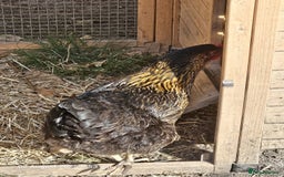 Chickens poultry for sale: 2x Rhode Rock Hens For Sale - Image 9