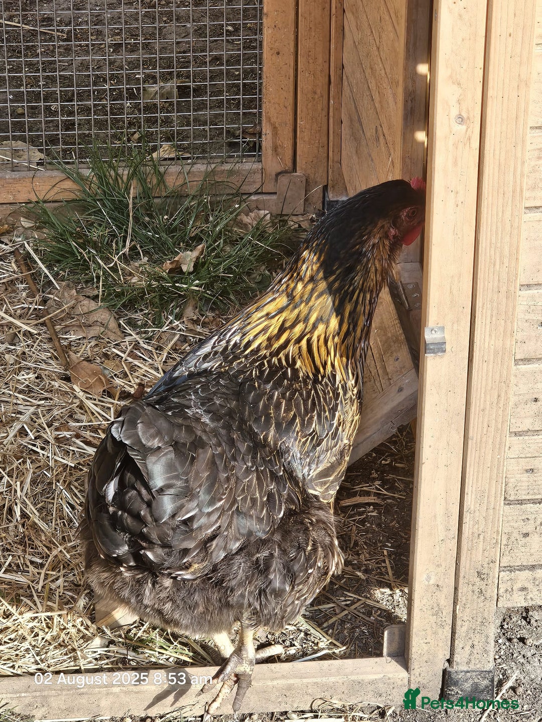 Chickens poultry for sale: 2x Rhode Rock Hens For Sale - Image 9