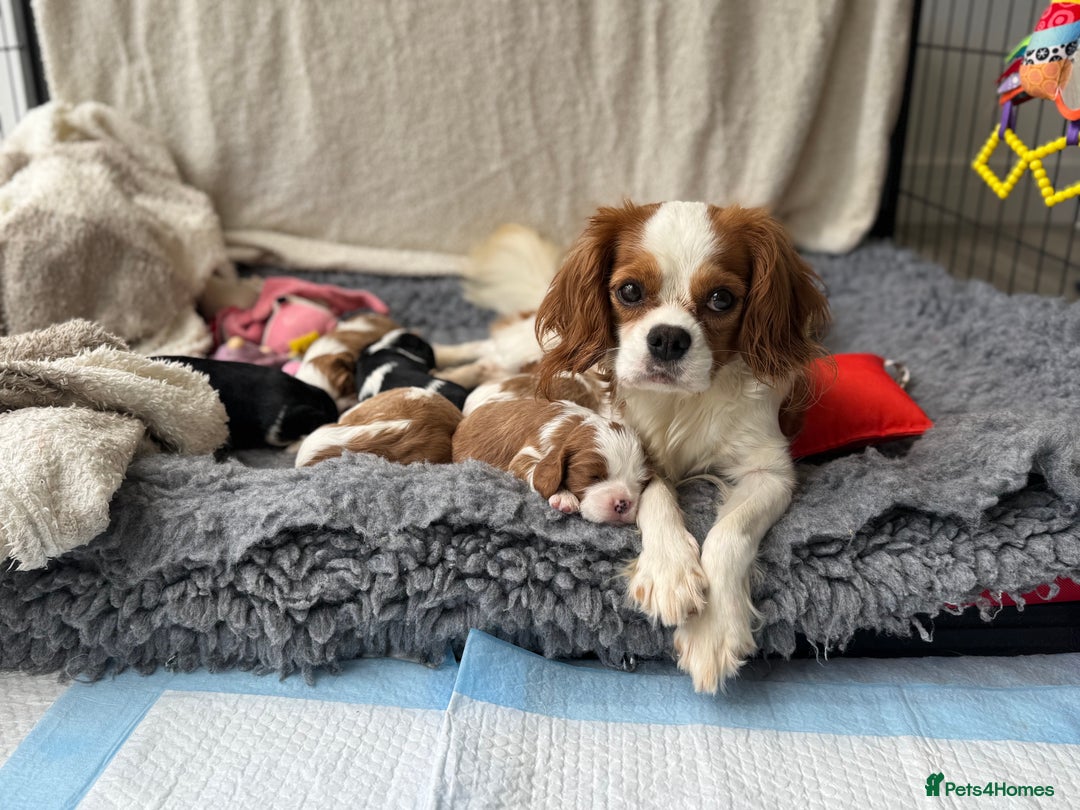 Cavalier King Charles Spaniel dogs for sale: All correct health test taken !  - Image 4