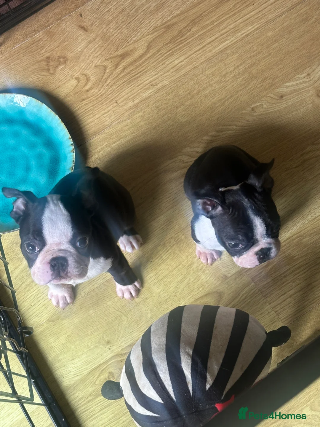 Boston Terrier dogs for sale: Ready now. 2 girls left Kc reg full collar Bostons - Advert 2