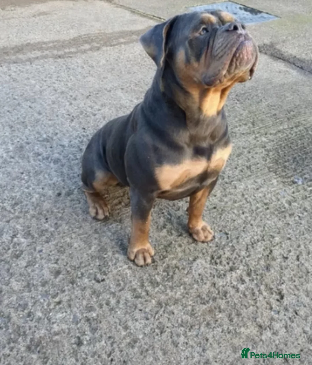 Olde English Bulldogge dogs for sale: Olde English bulldogges generational  - Advert 10