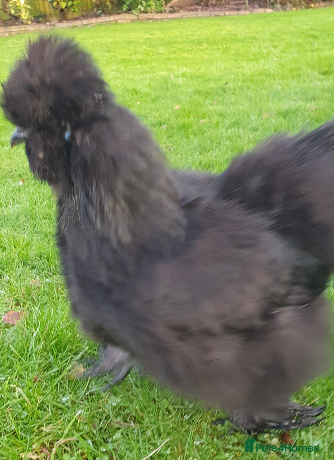 Chickens poultry for sale: Blue Bearded Silkie Hatching eggs with *Guarantee* - Image 10