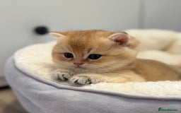 British Shorthair cats for sale: 🌟Purebred British Shorthair Golden Kittens🌟 - Image 7