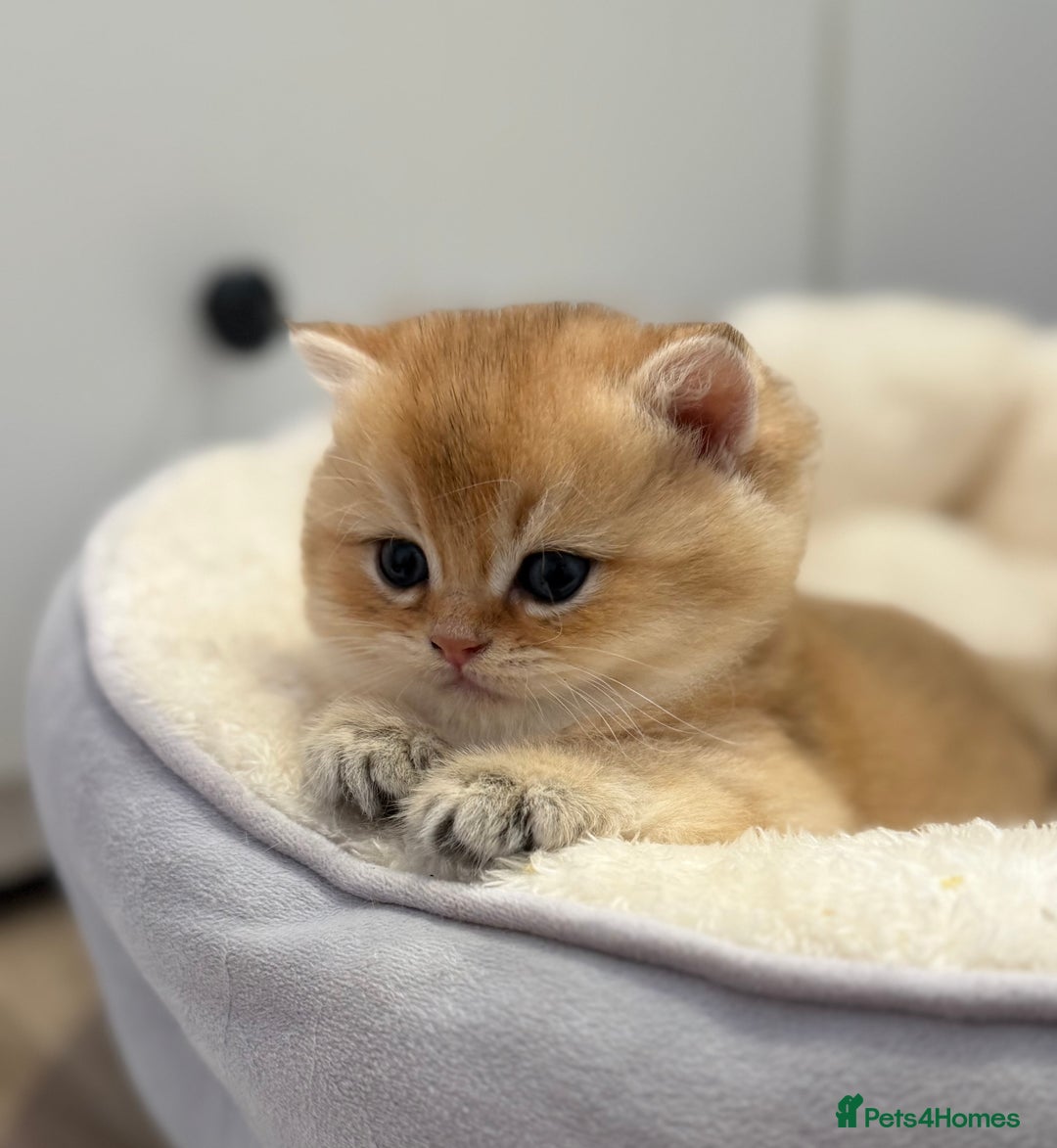 British Shorthair cats for sale: 🌟Purebred British Shorthair Golden Kittens🌟 - Image 7