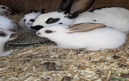 Mixed Breed rabbits for sale: Lots of bunnies for sale  - Image 7
