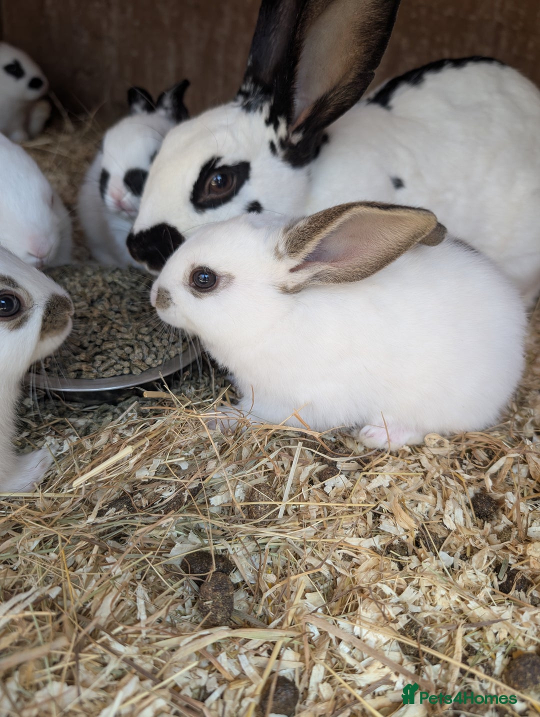 Mixed Breed rabbits for sale: Lots of bunnies for sale  - Image 7