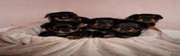Rottweiler dogs for sale: Stunning litter of Rotweillers from family pet  in Wolverhampton - Advert 2