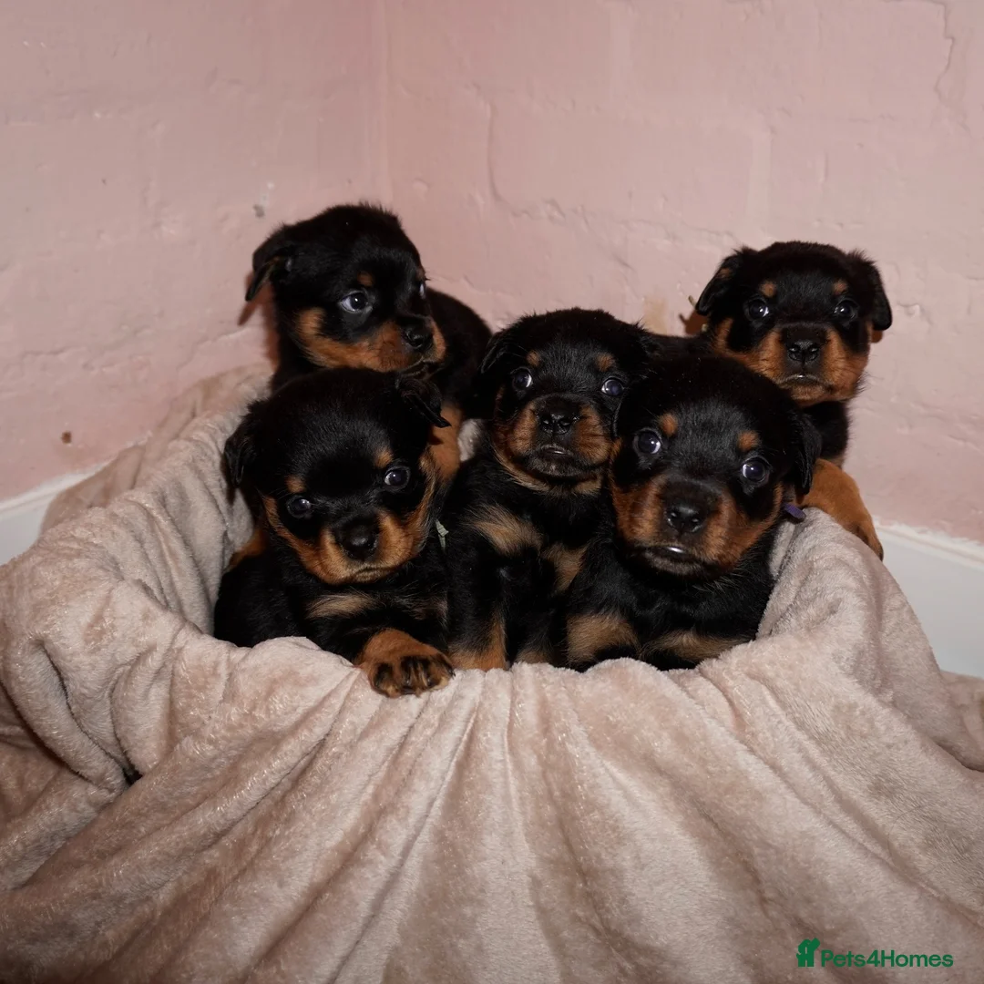 Rottweiler dogs for sale: Stunning litter of Rotweillers from family pet  in Wolverhampton - Advert 2