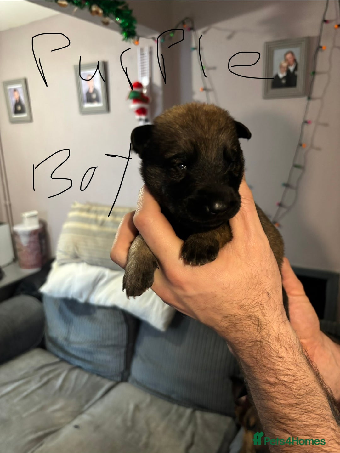 Mixed Breed dogs for sale: German Shepard x Belgian malinios - Advert 6