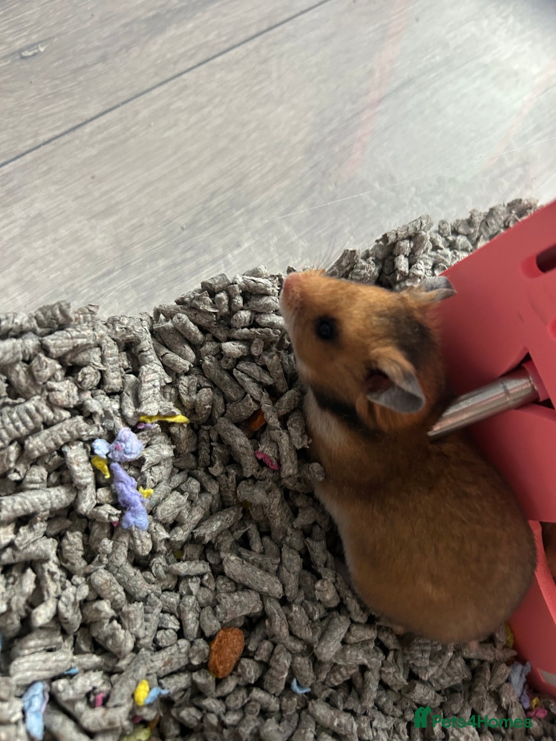 Hamster rodents for sale: Mixed males & female baby Syrian hamsters  - Advert 16