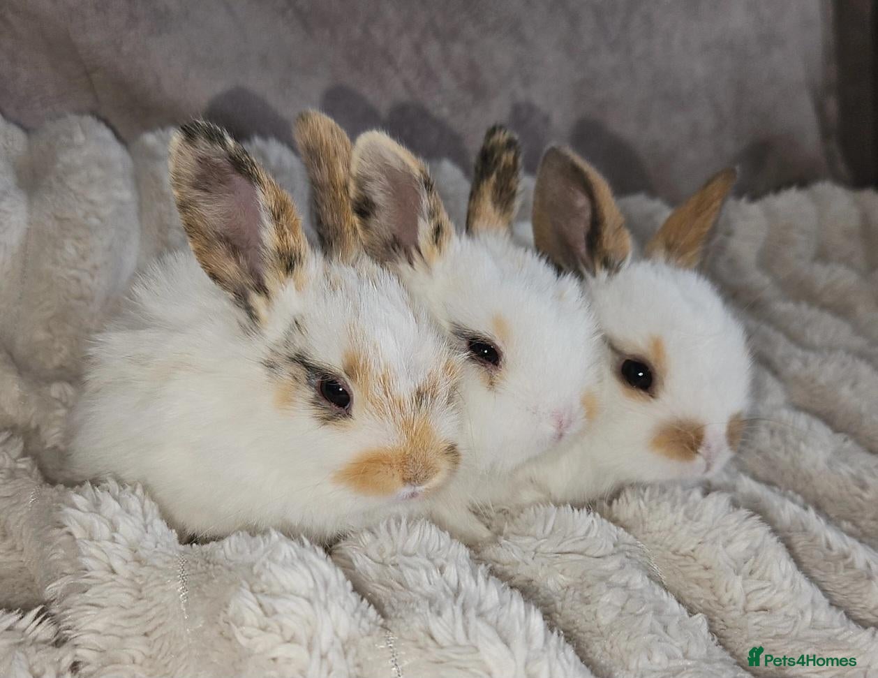 Mini Lop rabbits Baby rabbits (ready now) - Advert 2
