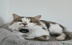 Turkish Van cats for sale: Lovely Female Cat for Rehoming — Turkish Van Mix - Image 2