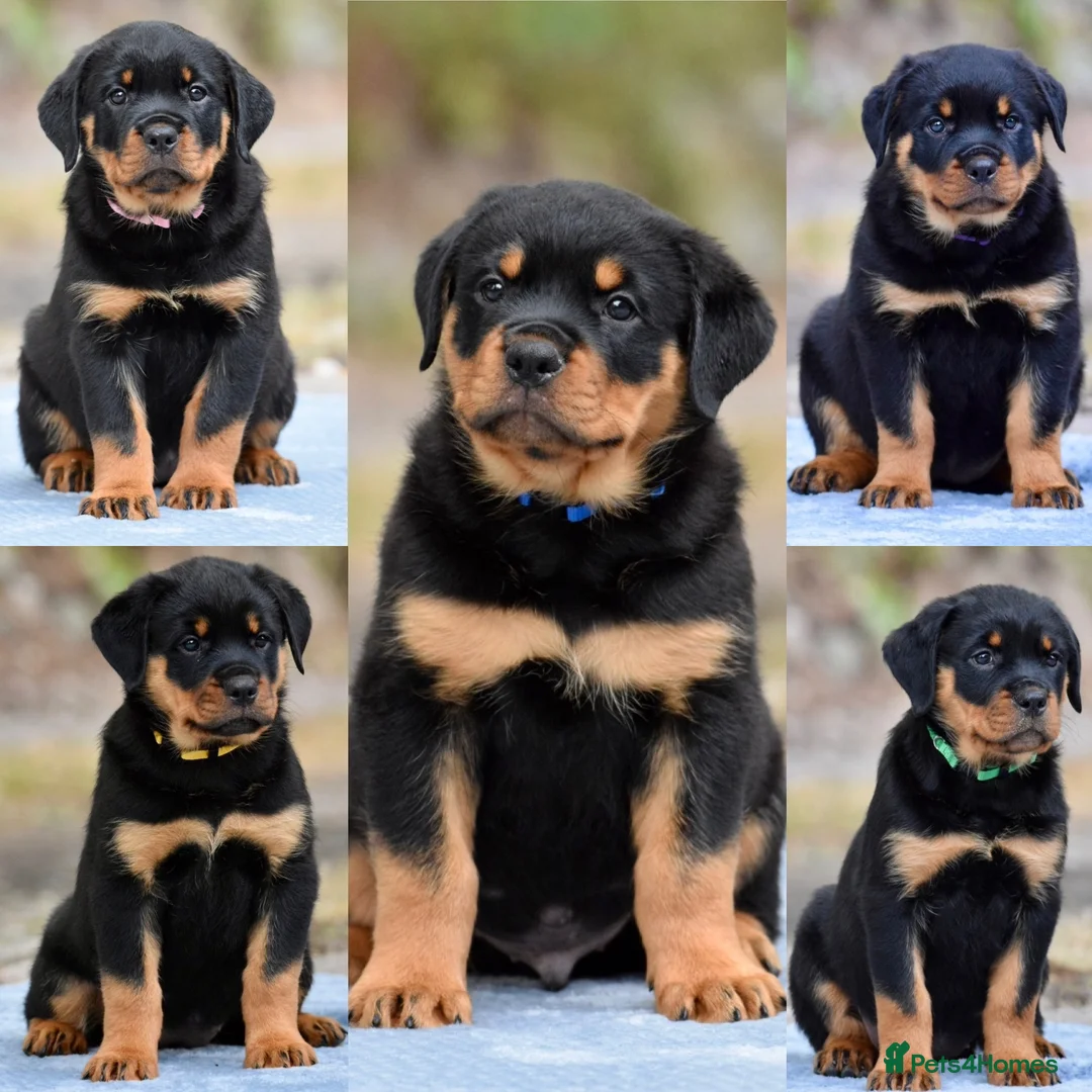Rottweiler dogs for sale: Rottweiler Puppies – Stunning Old School Type in Whitchurch - Advert 1