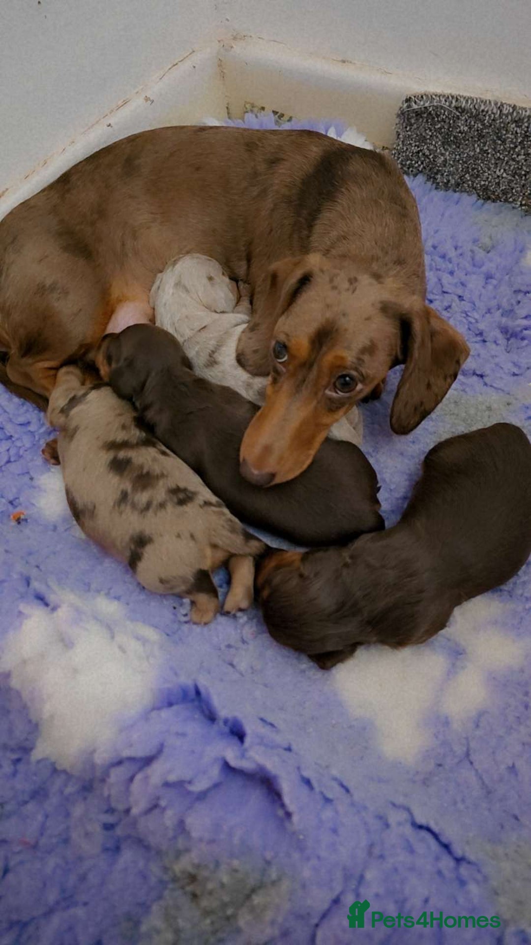 Miniature Dachshund dogs for sale: Miniature dachshund Puppies - Advert 8