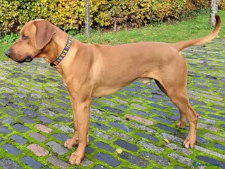Rhodesian Ridgeback dogs for stud: ORIGINAL KC IMPORTED STUD FROM AFRICA - Advert 1