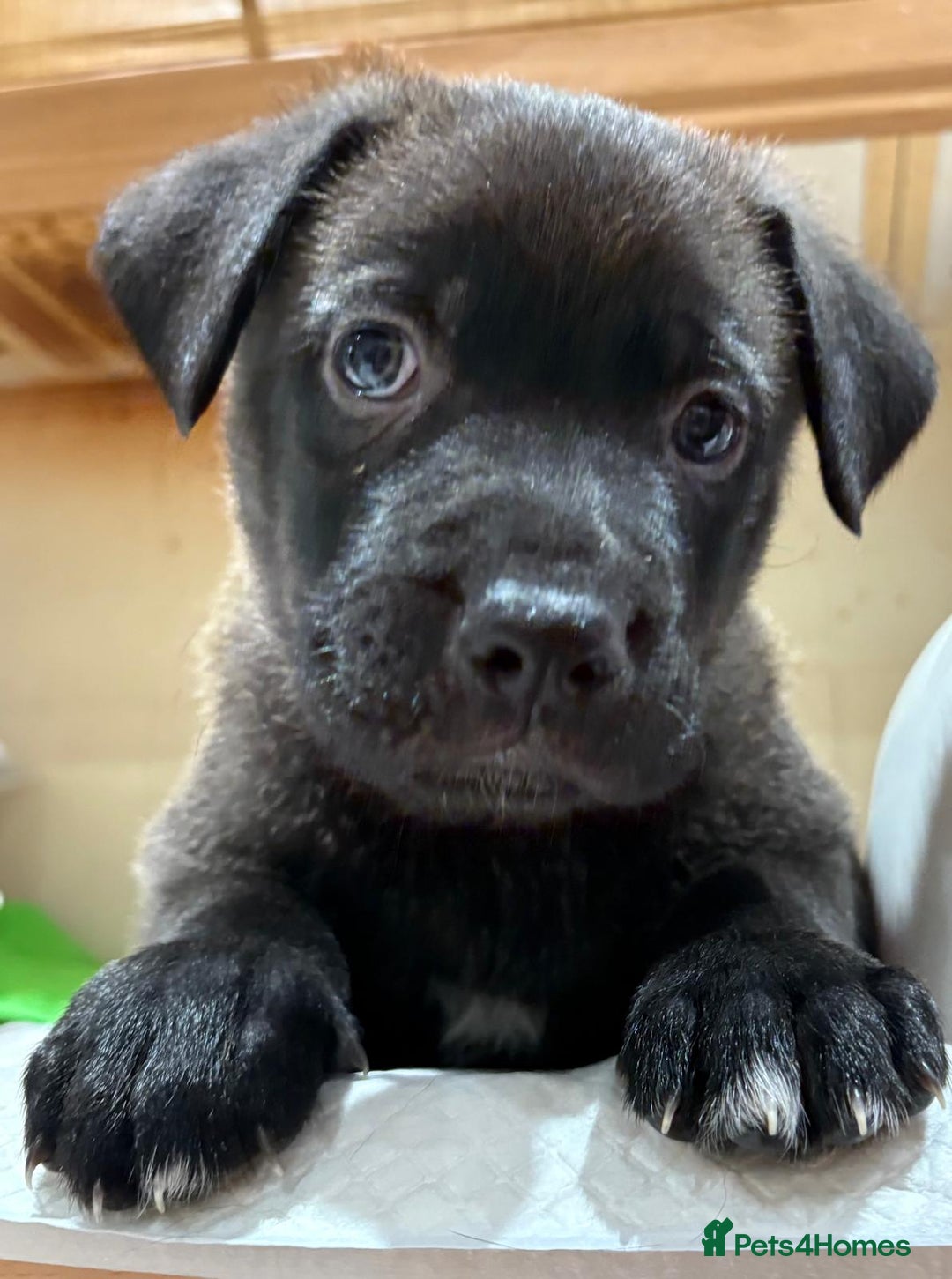 Mixed Breed dogs for sale: Gsd x Mali x Staffy - Image 8