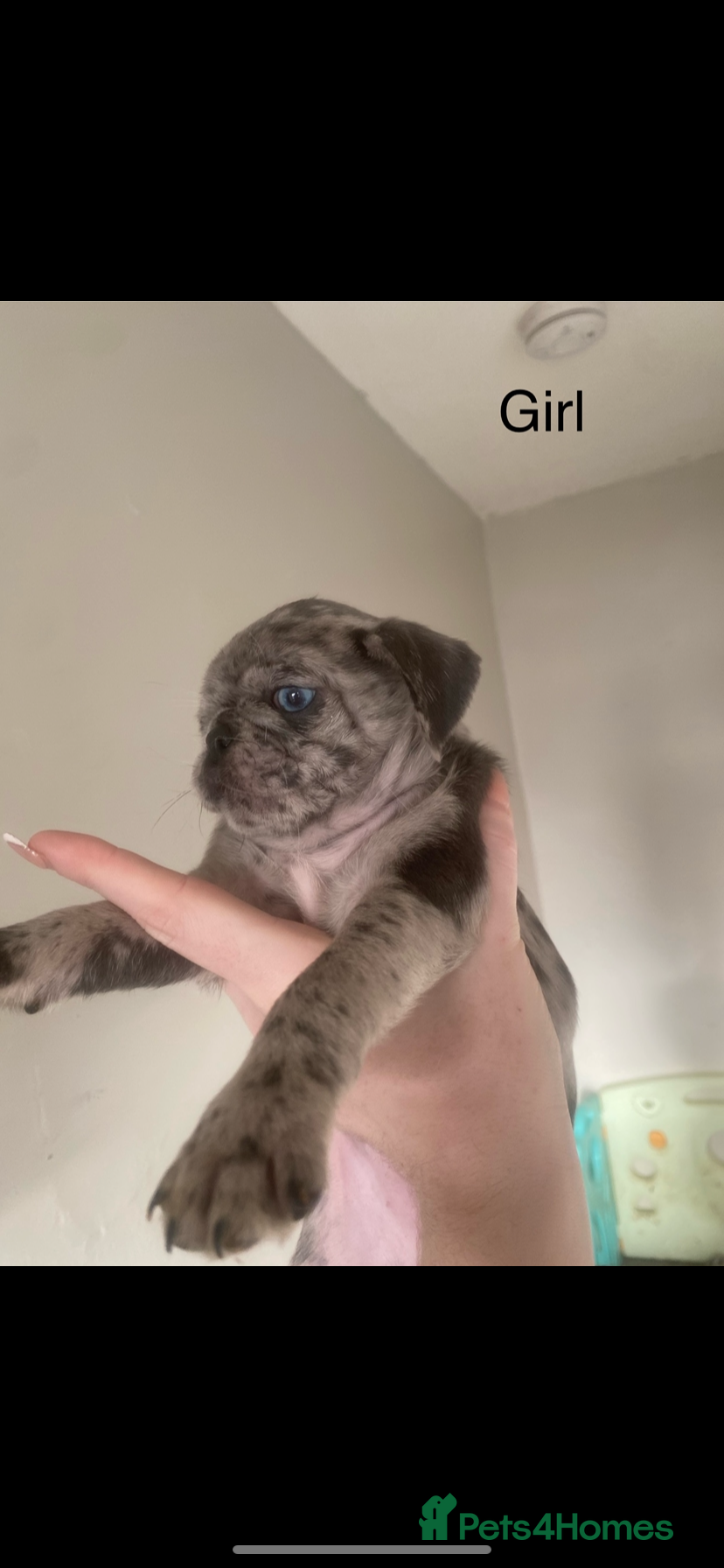 Pug dogs Beautiful pugs for sale  - Advert 13