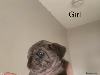 Pug dogs Beautiful pugs for sale - Advert 13