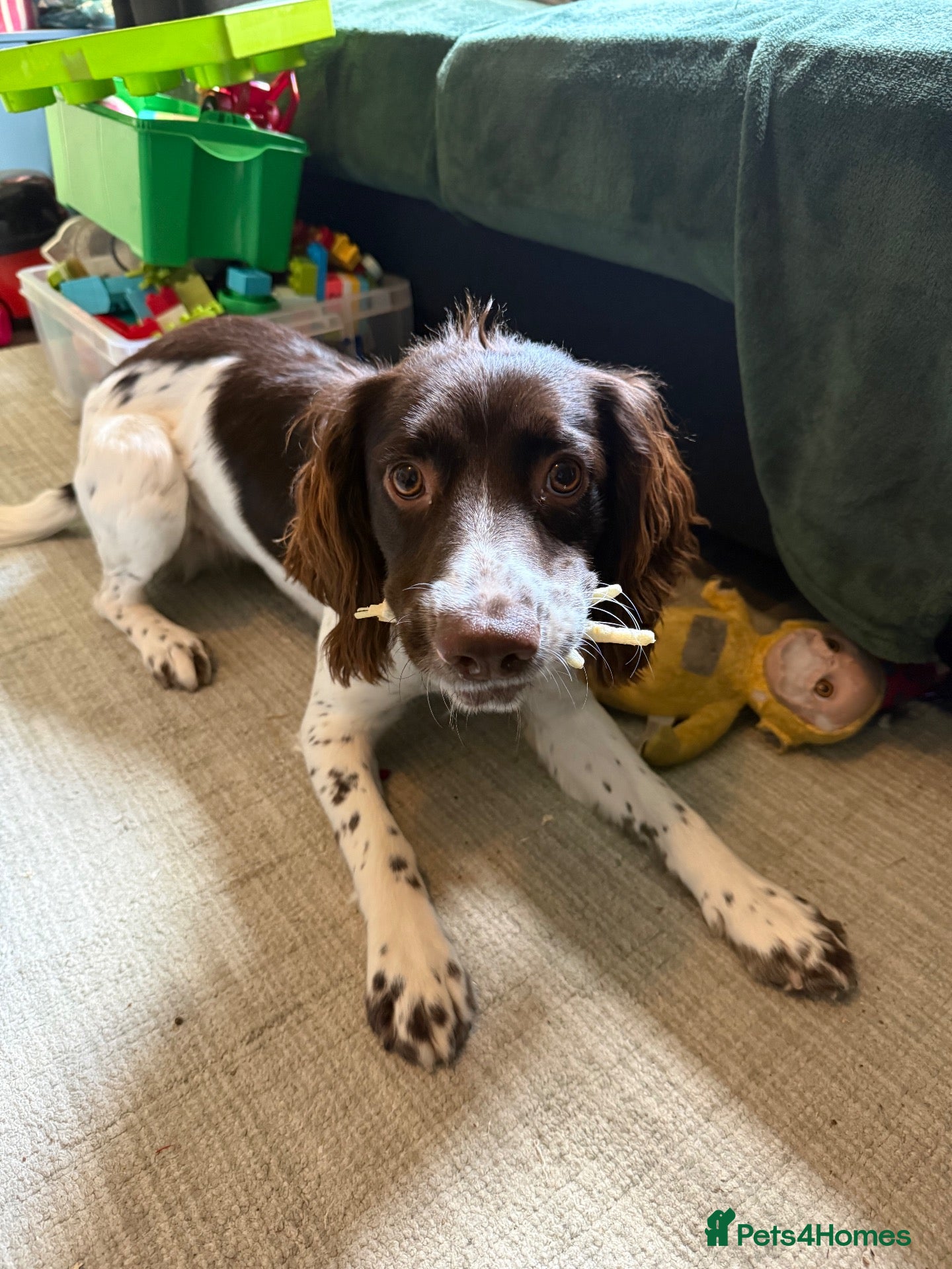 English Springer Spaniel dogs Springer spaniel - Advert 5