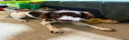 English Springer Spaniel dogs for sale: Springer spaniel in Grimsby - Advert 1