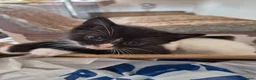 Mixed Breed cats for sale: Beautiful kittens,  ready now  - Advert 9