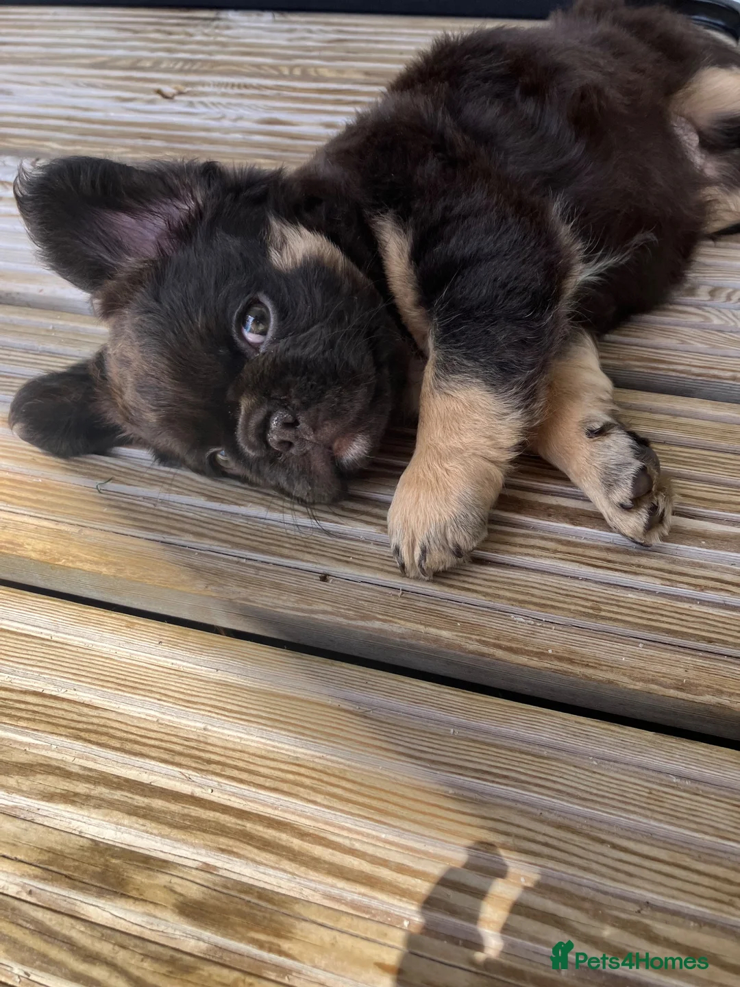 French Bulldog dogs for sale: Fluffy frenchie  - Advert 1