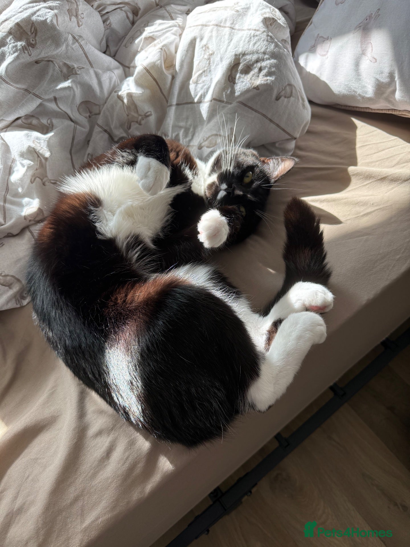 Mixed Breed cats LOVING TUXEDO - Advert 1