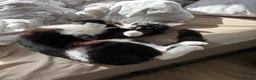 Mixed Breed cats for sale: LOVING TUXEDO - Advert 1