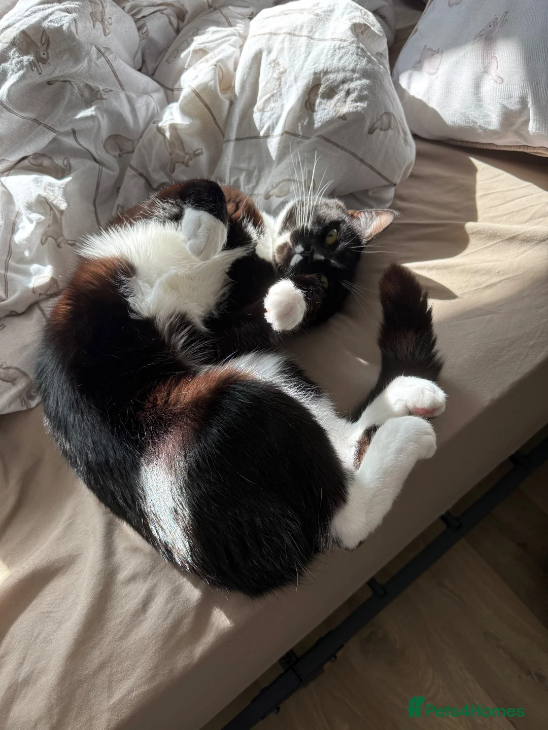 Mixed Breed cats for sale: LOVING TUXEDO - Advert 1