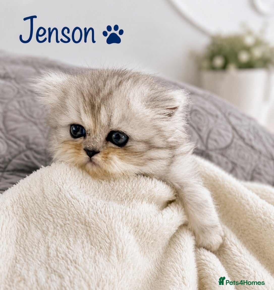 Persian cats **Last One** Beautiful Persian kittens, PKD Neg - Advert 5