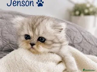 Persian cats **Last One** Beautiful Persian kittens, PKD Neg - Advert 5