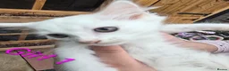 Siberian cats for sale: 3 Beautiful Siberian Kittens - Ready to leave now! - Advert 3