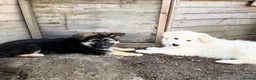 German Shepherd dogs for sale: German Shepherd Puppies - Advert 6