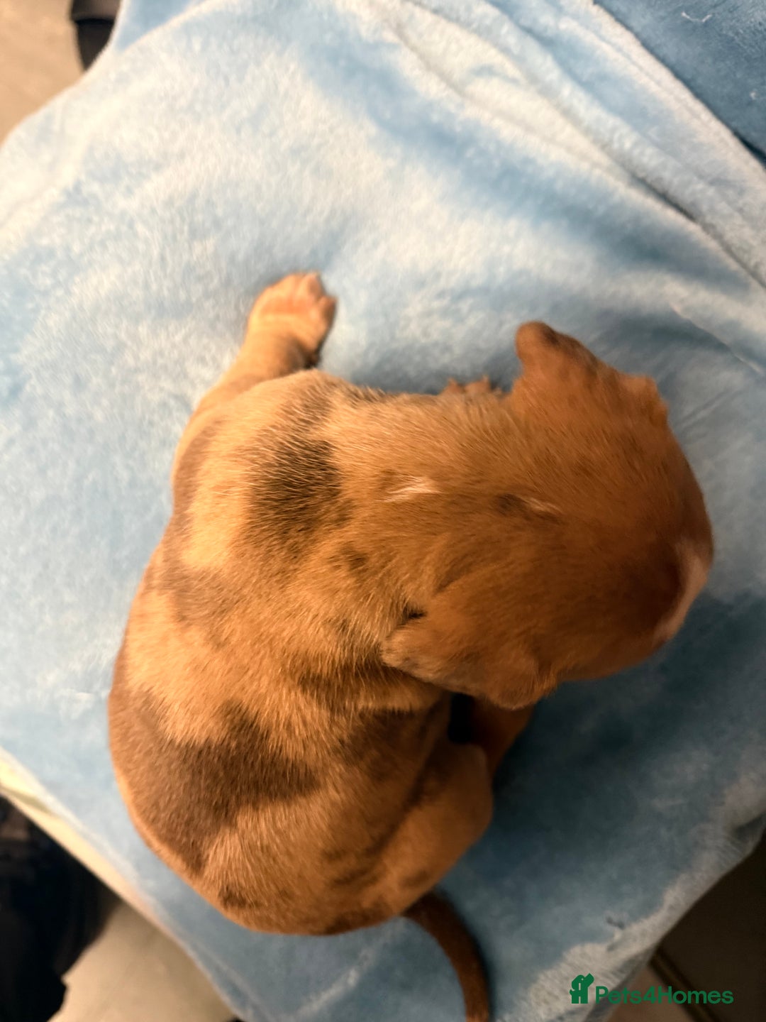 Mixed Breed dogs for sale: Cane Corso mixed  - Advert 20