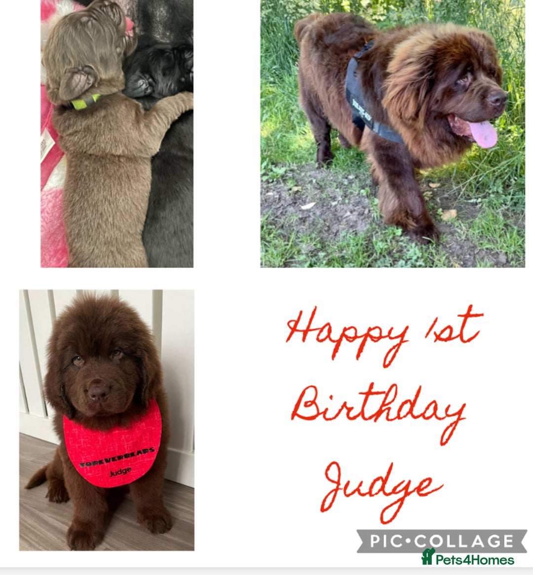 Newfoundland dogs for stud: KC REGISTERED NEWFOUNDLAND STUD HEALTH TESTED  in Basildon - Advert 33