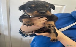 Rottweiler dogs for sale: Rottweiler puppies - Image 14