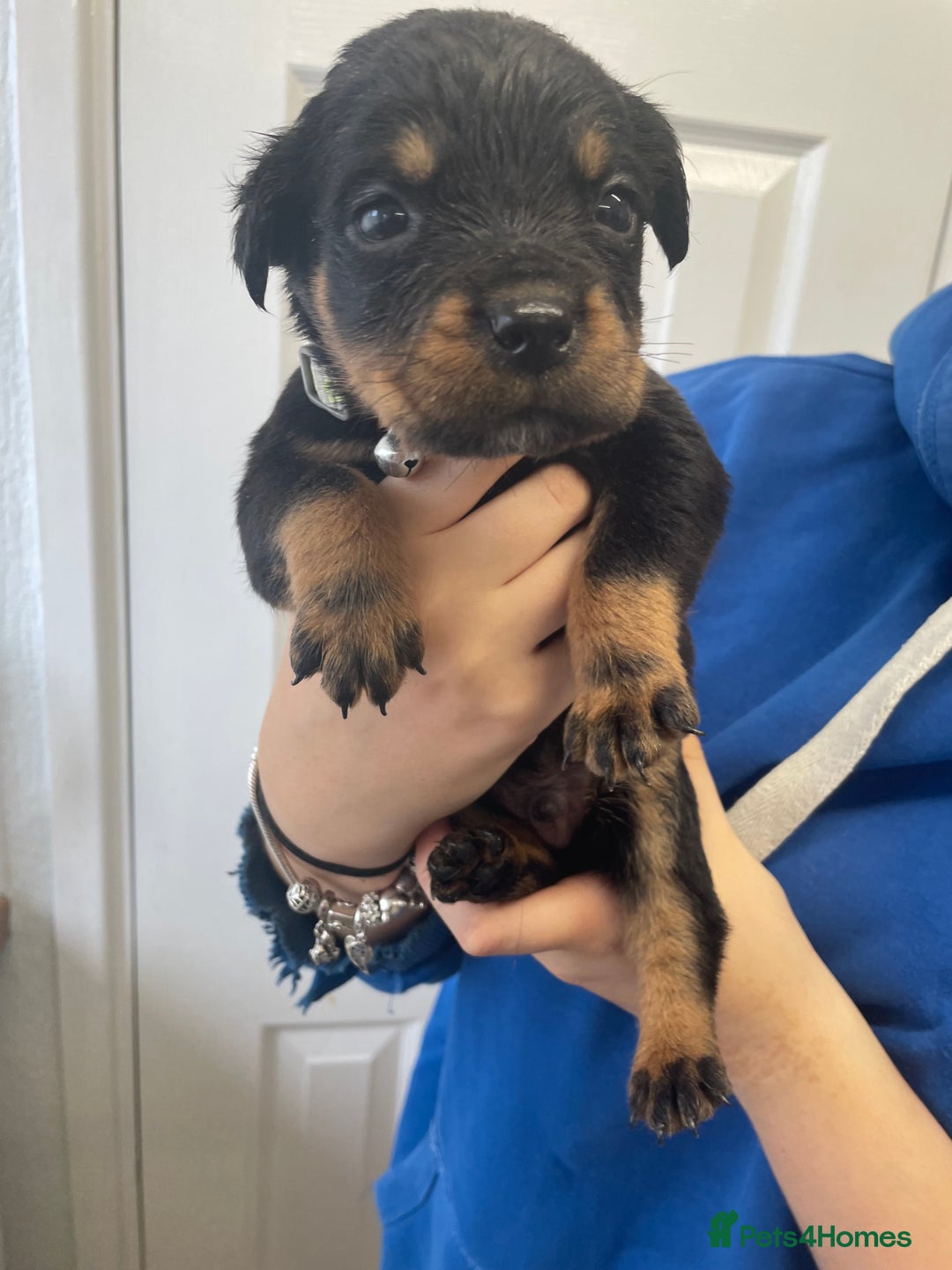 Rottweiler dogs for sale: Rottweiler puppies - Image 14